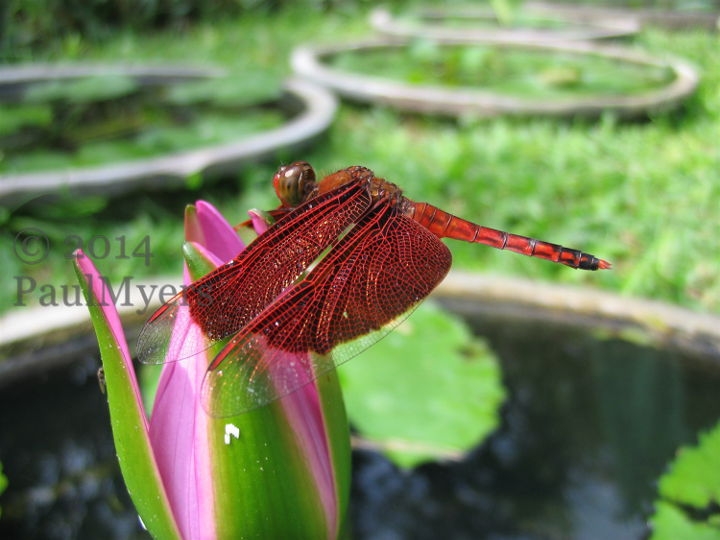 Odonata