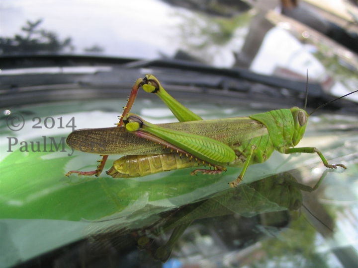 Grasshopper
