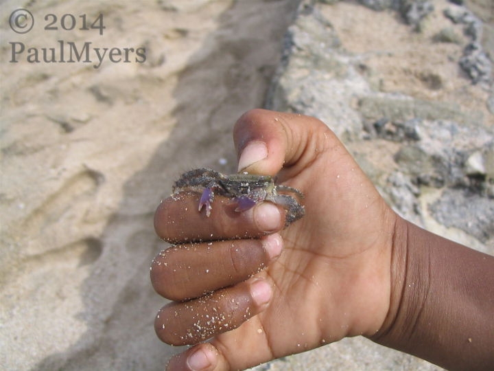 Crab