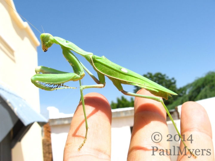 Green mantis