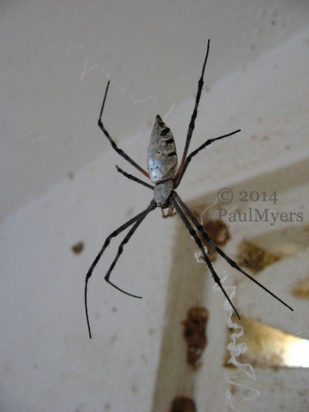 Metallic arachnid